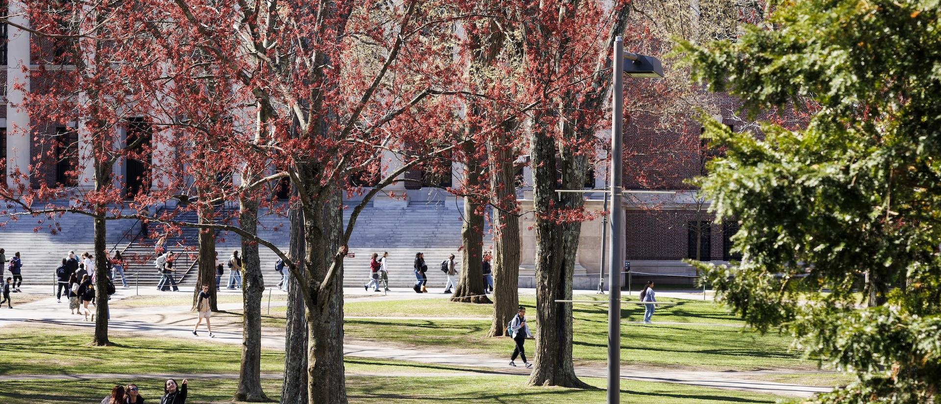 People walking around the Harvard campus